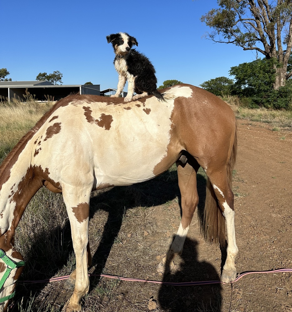 Beautiful Paint Gelding Western Show horses Horse for sale in Dubbo