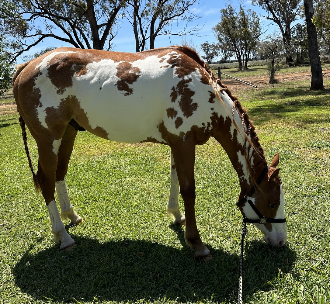 Beautiful Paint Gelding Western Show horses Horse for sale in Dubbo