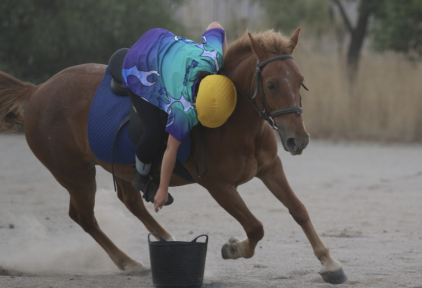 Samson Allrounder horses Horse for sale in Sunbury VIC Horse Deals