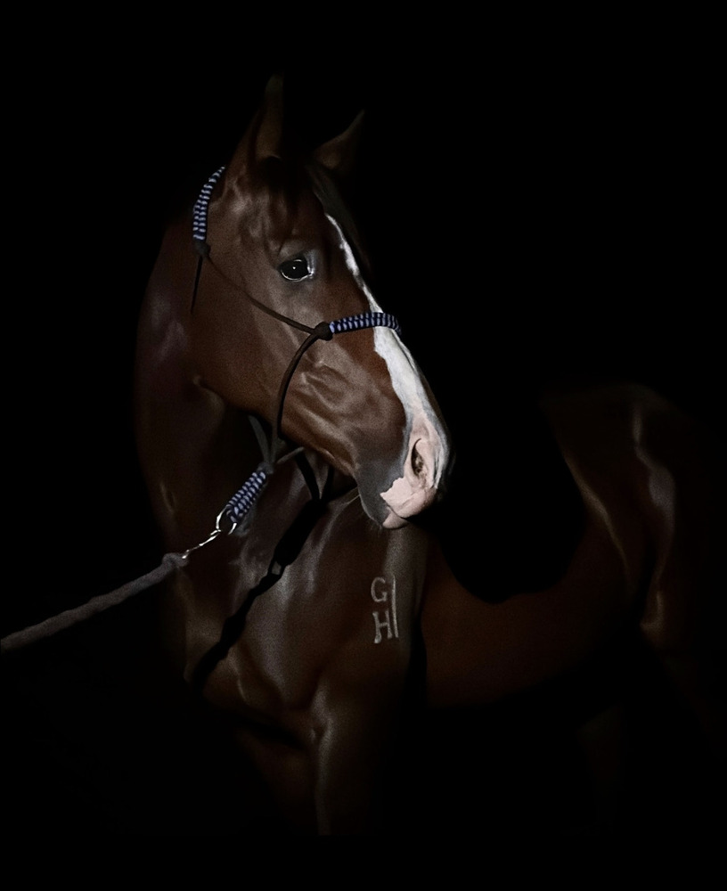 Thoroughbred Gelding Eventing horses Horse for sale in Hawkesbury