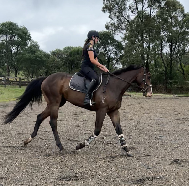 Thoroughbred Gelding Eventing horses Horse for sale in Hawkesbury