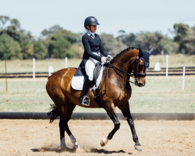 FEI Dressage Schoolmaster Dressage horses Horse for sale in