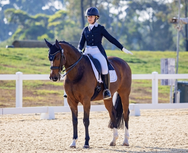 FEI Dressage Schoolmaster Dressage horses Horse for sale in