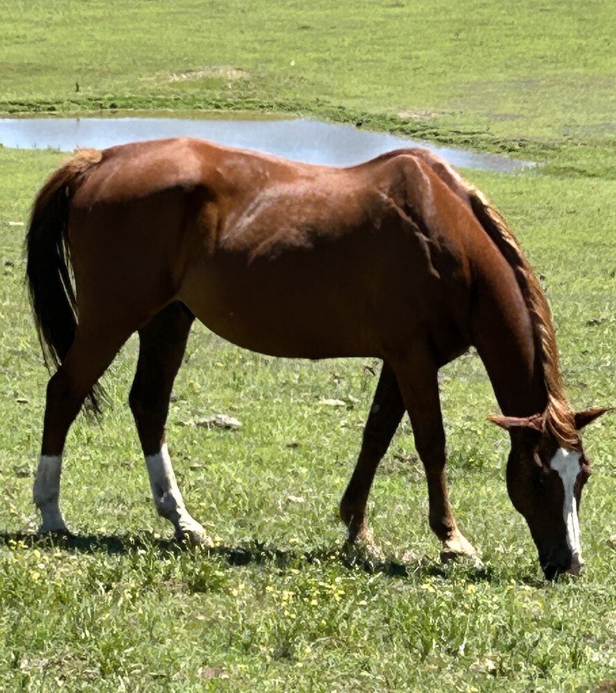 Bejewel 8yo Gelding Project Horse for sale in Beaudesert QLD