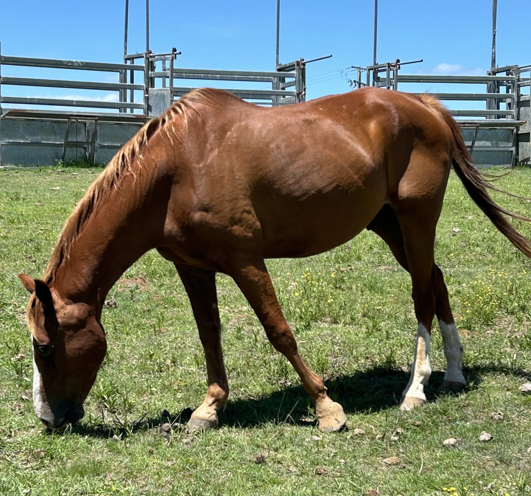 Bejewel 8yo Gelding Project Horse for sale in Beaudesert QLD