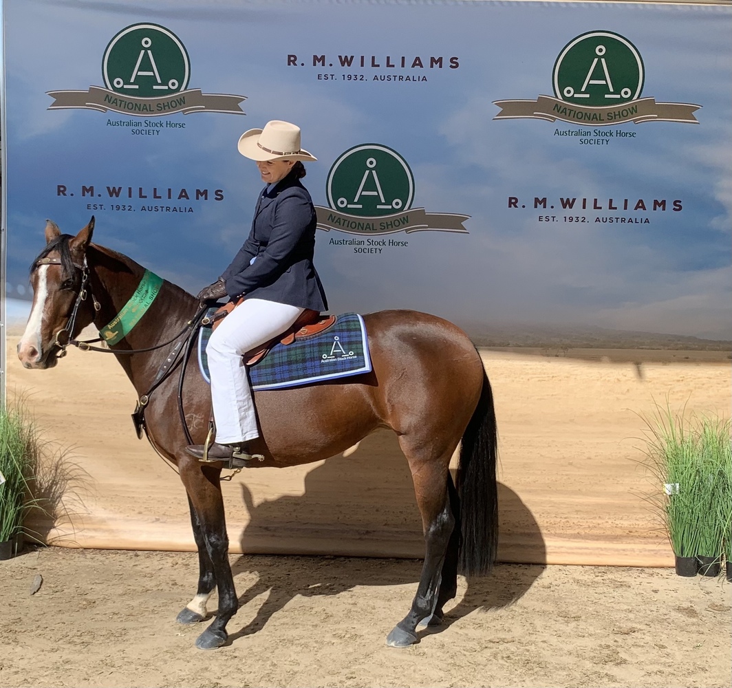 ASHS show campdraft gelding Allrounder horses