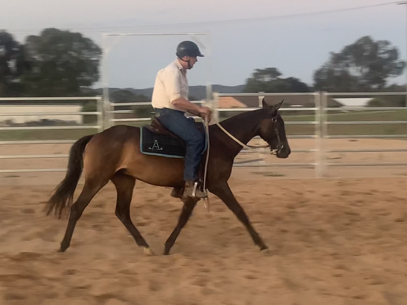 ASHS show campdraft gelding Allrounder horses