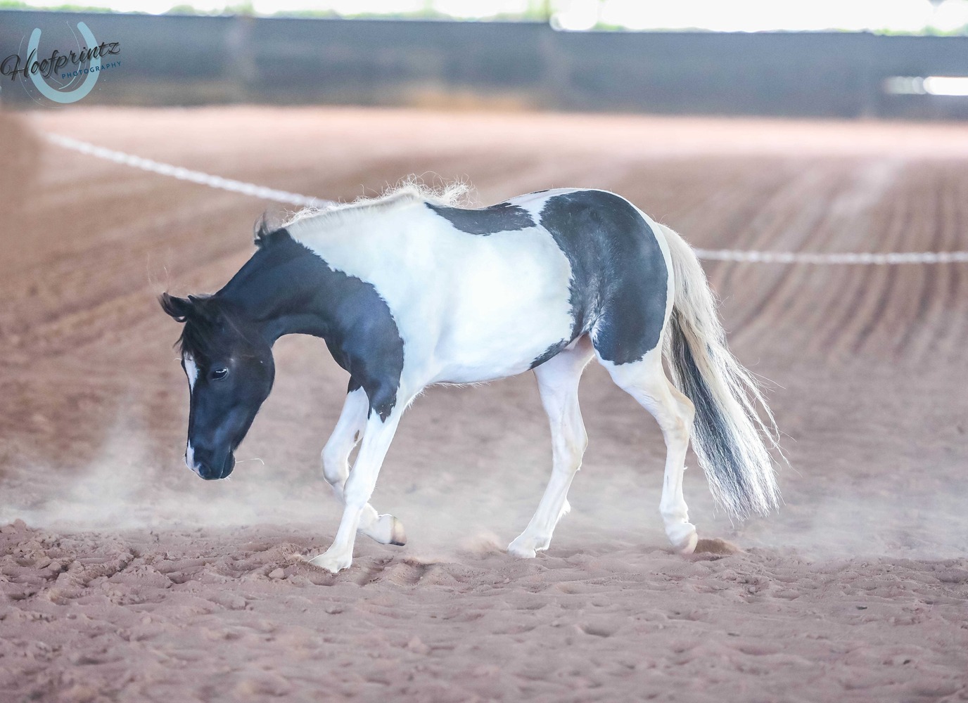 Miniature Pinto Geldi Performance horses Horse for sale in