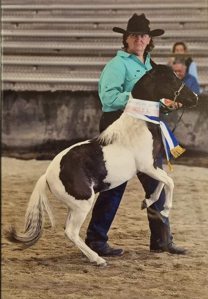 Miniature Pinto Geldi Performance horses Horse for sale in