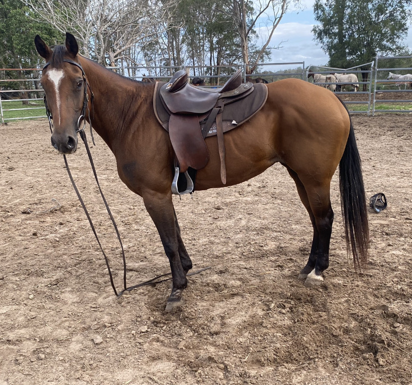Chilli Bay Mare Allrounder horses Horse for sale in Gympie QLD Horse Deals