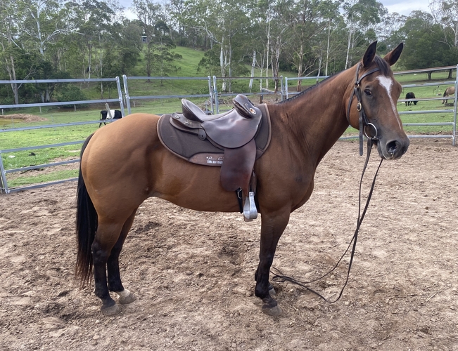 Chilli Bay Mare Allrounder horses Horse for sale in Gympie QLD Horse Deals