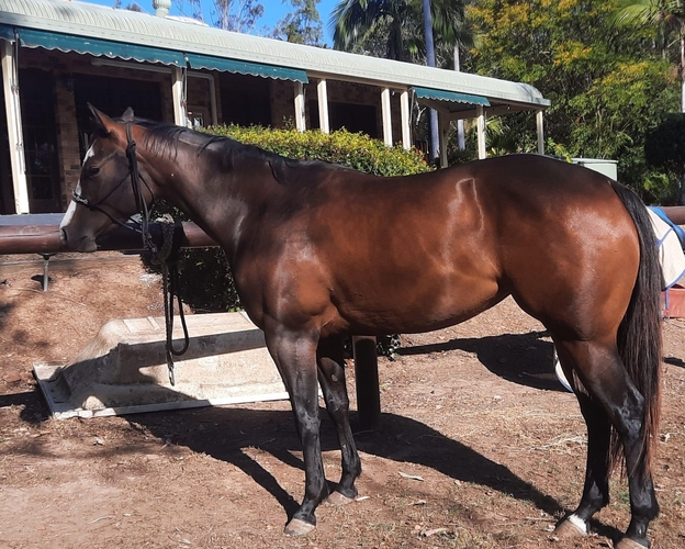 Bay Filly Campdrafting horses Horse for