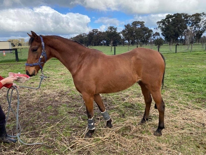 Big Moving Project Project Horse for sale in Winton VIC Horse Deals