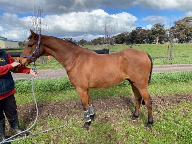 Big Moving Project Project Horse for sale in Winton VIC Horse Deals