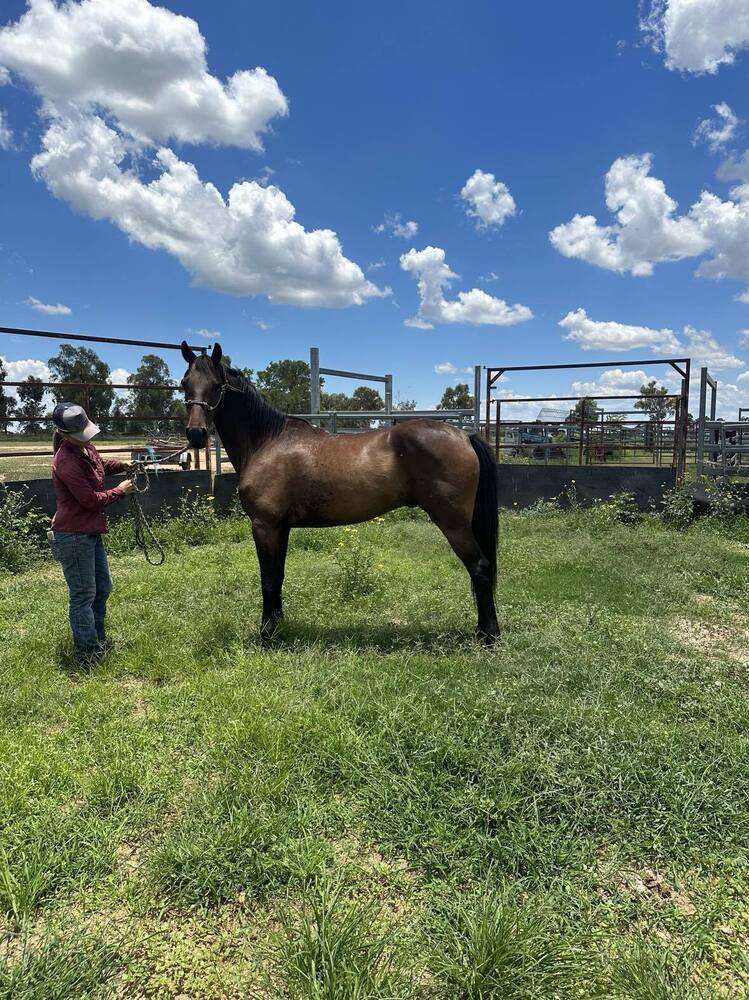 "Arrow"Project Gelding Project Horse for sale in The Gemfields QLD