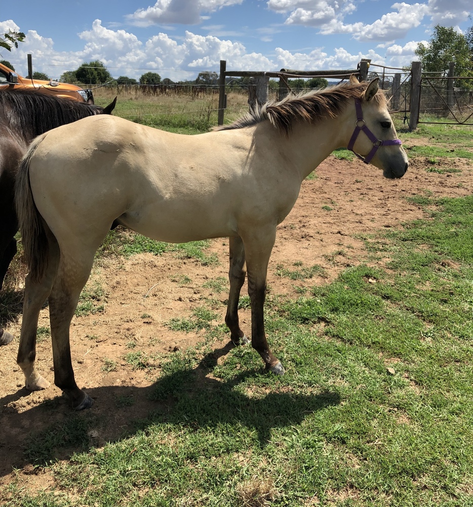 QH Bloodlines, Quiet Allrounder horses Horse for sale in Greta VIC