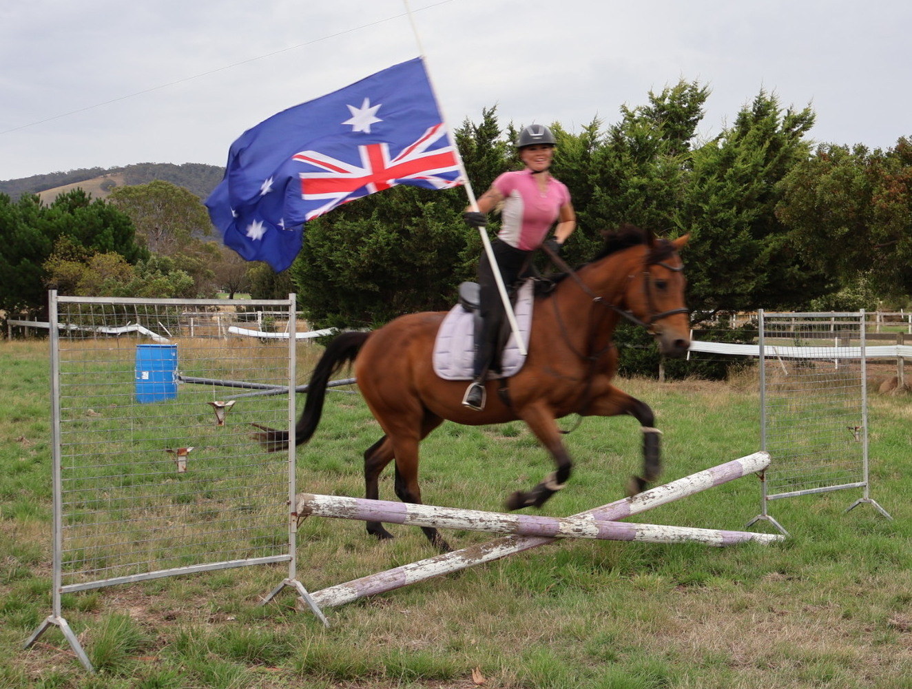 Quiet Allrounder Mount Allrounder horses Horse for sale in Kilmore
