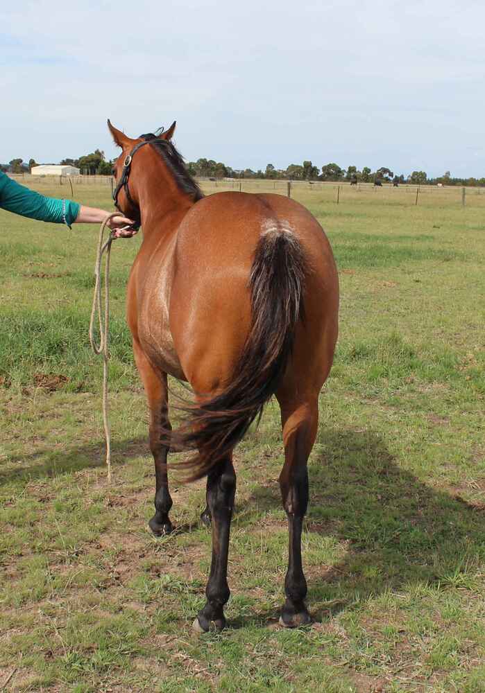 Chasem Lola Allrounder horses Horse for sale in Riddells Creek VIC