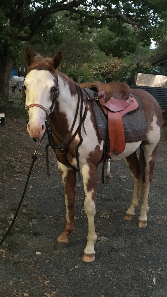 Bay and White Overo Stallion Breeding horses Horse for sale in