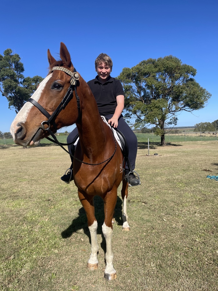 TB Gelding Adult Riding Club horses Horse for sale in North Lismore
