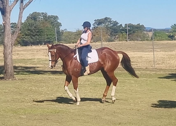 TB Gelding Adult Riding Club horses Horse for sale in North Lismore