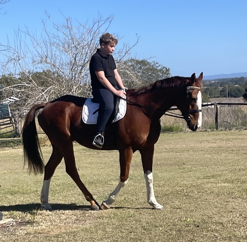 TB Gelding Adult Riding Club horses Horse for sale in North Lismore