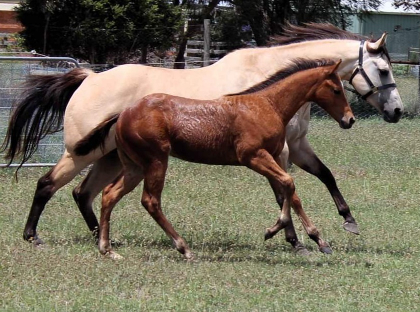 National Quality Filly Western Show horses Horse for sale in