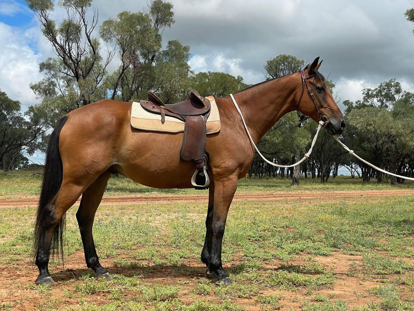 HSH Novice Campdraft Gelding Campdrafting horses