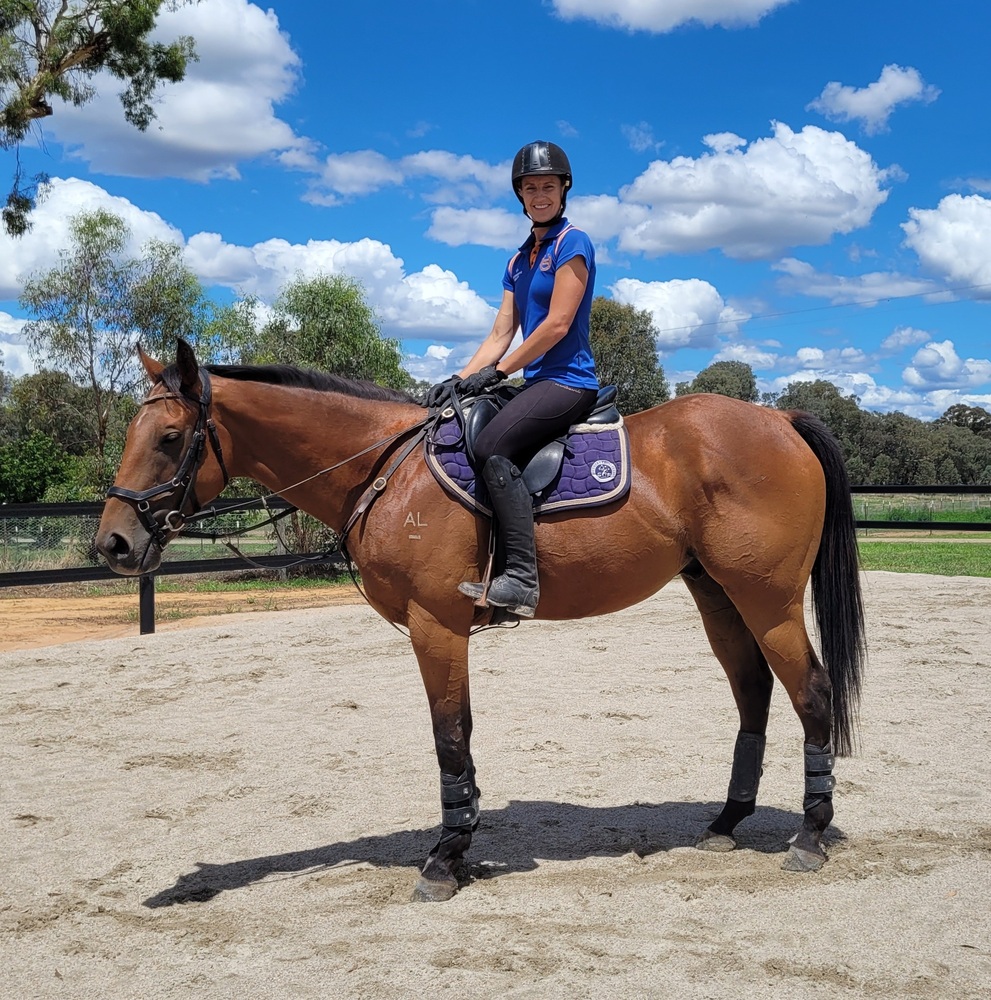 Allround Prospect Off the Track horses Horse for sale in Wangaratta