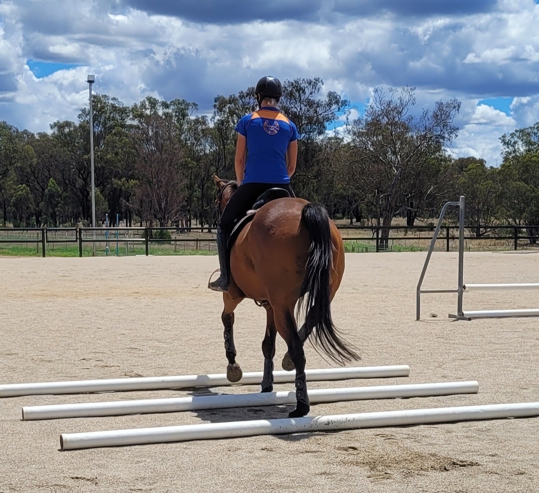 Allround Prospect Off the Track horses Horse for sale in Wangaratta