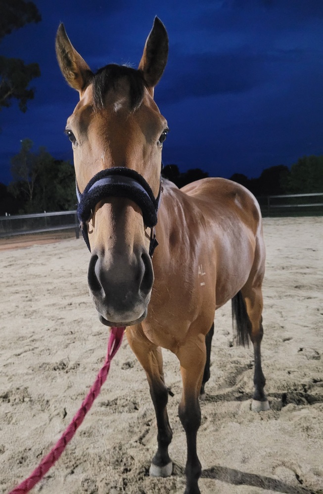 Allround Prospect Off the Track horses Horse for sale in Wangaratta