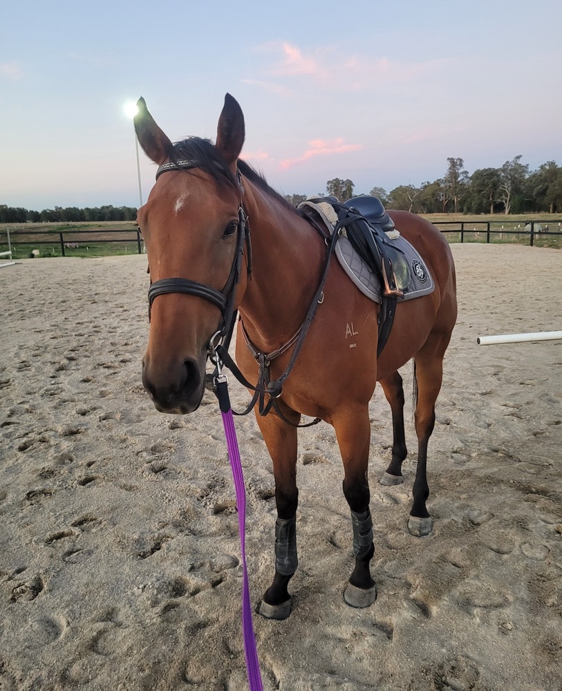 Allround Prospect Off the Track horses Horse for sale in Wangaratta