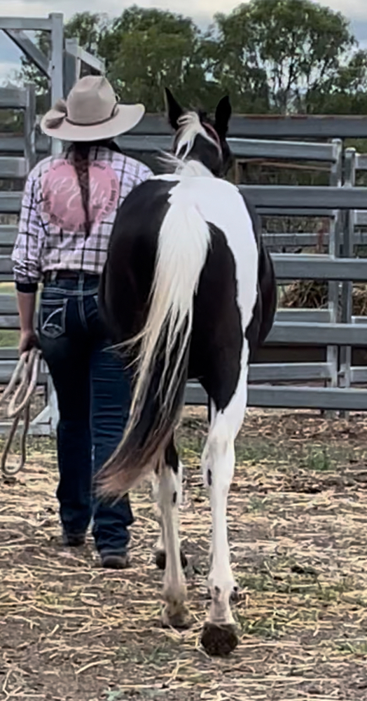 Black Tobiano Colt Breeding horses Horse for sale in Kingaroy QLD