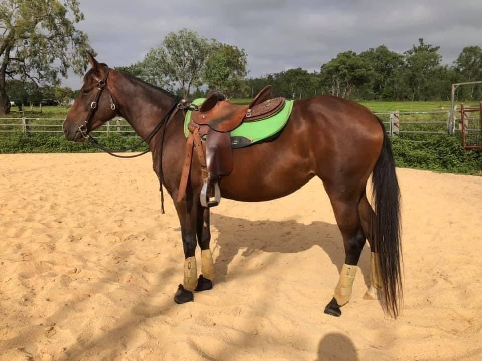 Swinging Fender Saddles Saddlery for sale Saddles, Tack and Apparel for sale in Esk QLD