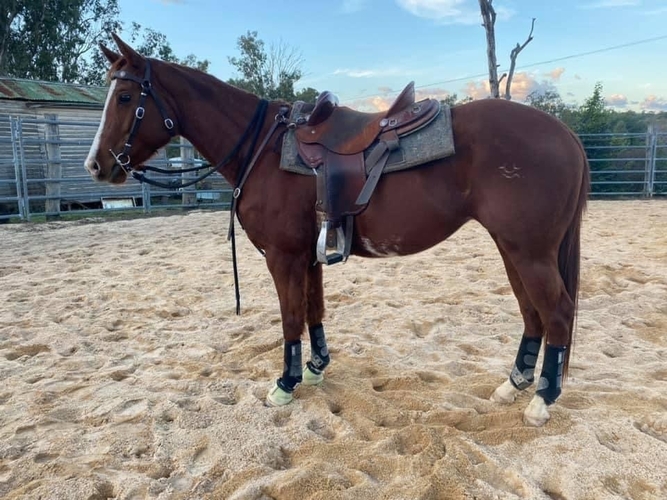 Swinging Fender Saddles Saddlery for sale Saddles, Tack and Apparel for sale in Esk QLD