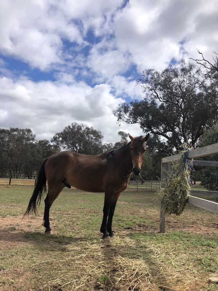 Kosi brumby sampson Allrounder horses Horse for sale in Gerogery