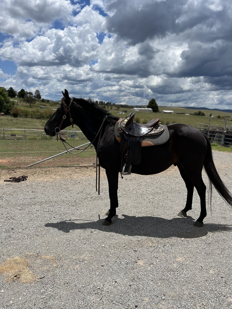 TLC me Project Horse for sale in Goulburn NSW Horse Deals