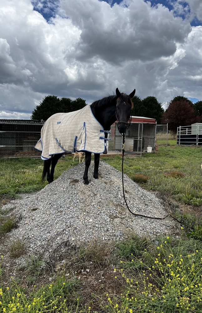 TLC me Project Horse for sale in Goulburn NSW Horse Deals