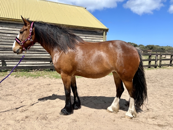 Clydie x Welsh x TB Eventing horses Horse for sale in Boneo VIC