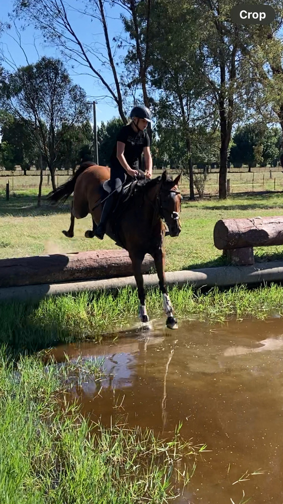 Good Allrounder Allrounder horses Horse for sale in Shepparton VIC