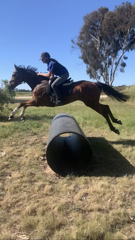 Good Allrounder Allrounder horses Horse for sale in Shepparton VIC