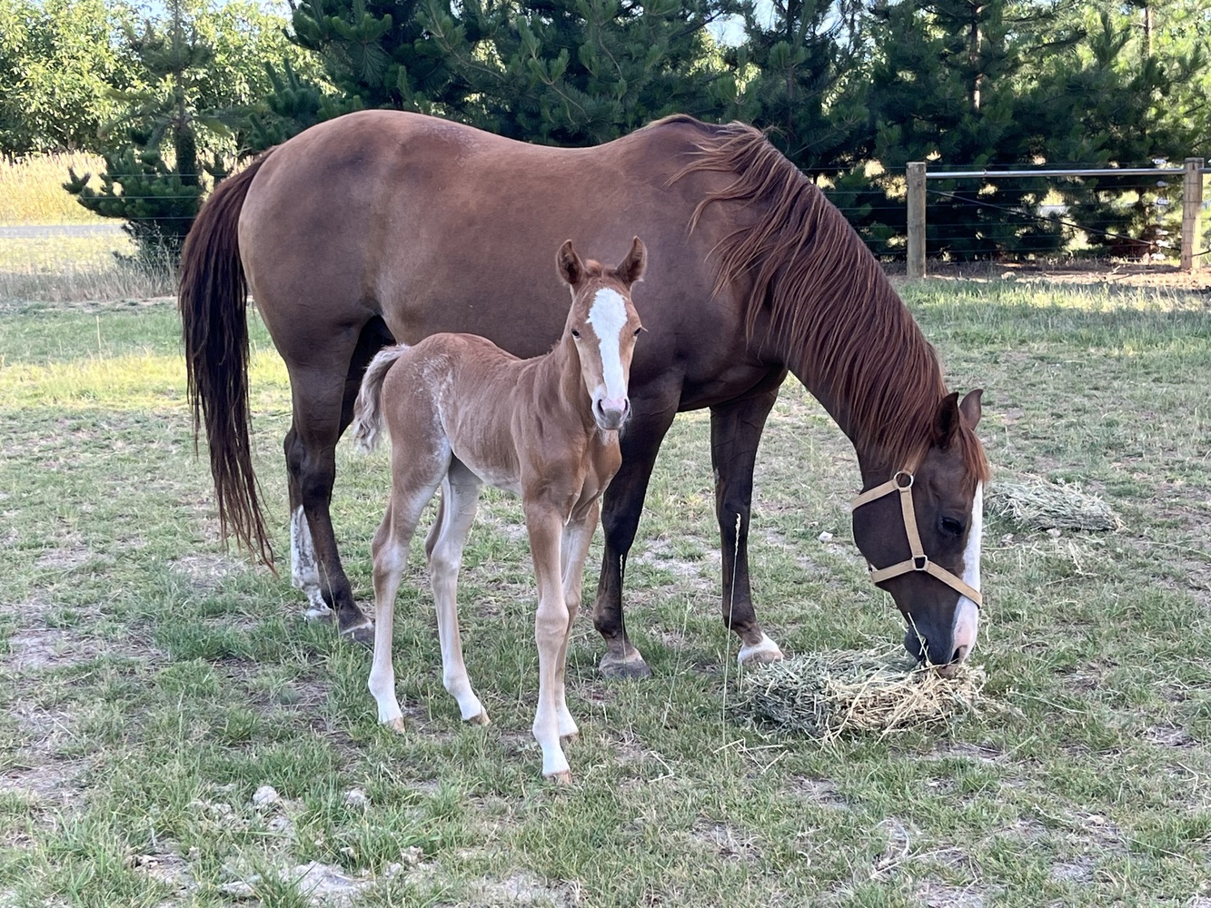 Sparks Will Fly Reining horses Horse for sale in Kotta VIC Horse