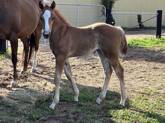 Sparks Will Fly Reining horses Horse for sale in Kotta VIC Horse