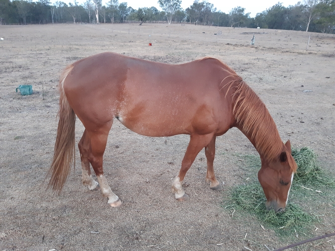Calypso Project Horse for sale in Calvert QLD Horse Deals