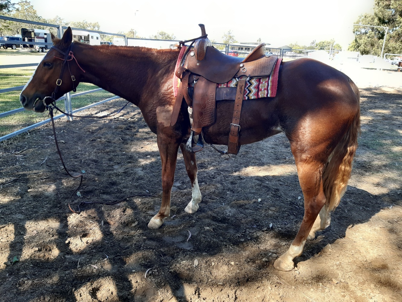 Calypso Project Horse for sale in Calvert QLD Horse Deals