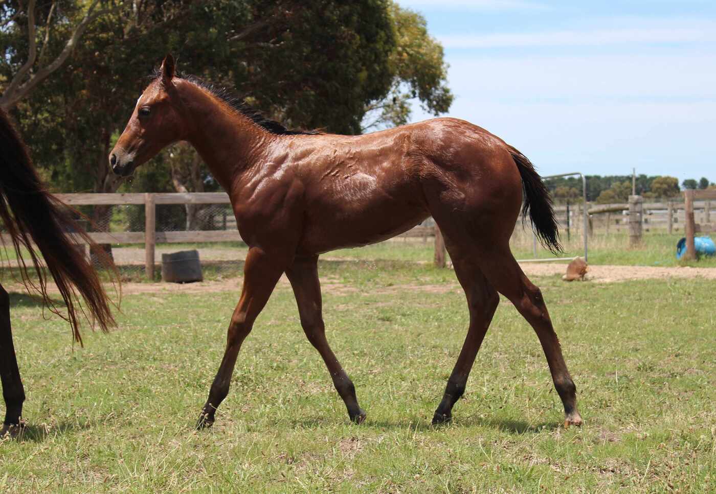 National Quality Filly Western Show horses Horse for sale in