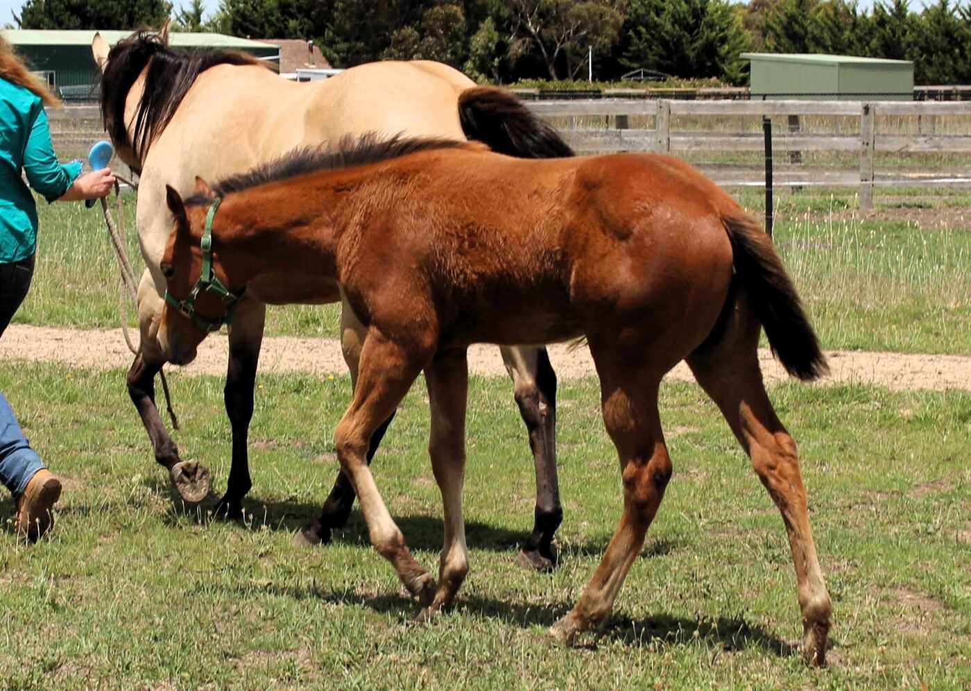 National Quality Filly Western Show horses Horse for sale in