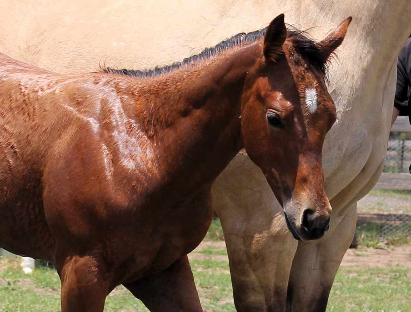 National Quality Filly Western Show horses Horse for sale in