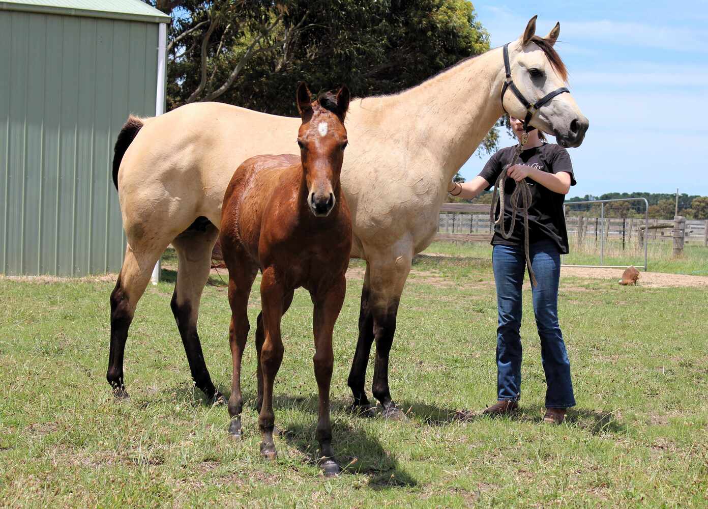 National Quality Filly Western Show horses Horse for sale in