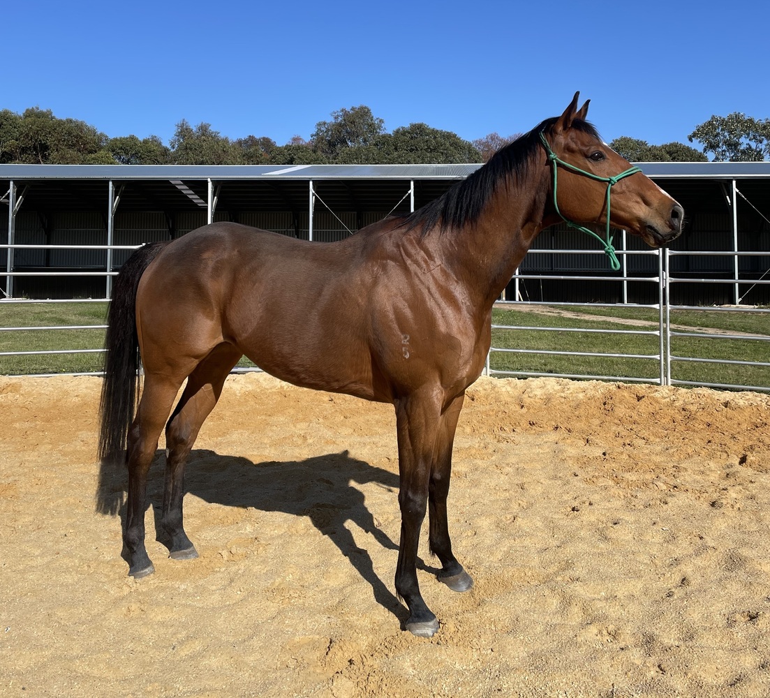 Eventing Prospect Eventing horses Horse for sale in Geelong VIC